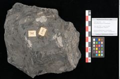 Foto (Objekt + Etikett) von Zamiostrobus lunzensis Ettingshausen (NHMW-GEO-2024-0188-10602)